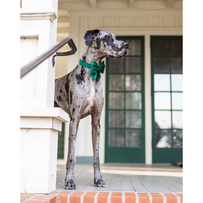 Forest Green Velvet Holiday Lady Dog Bow: