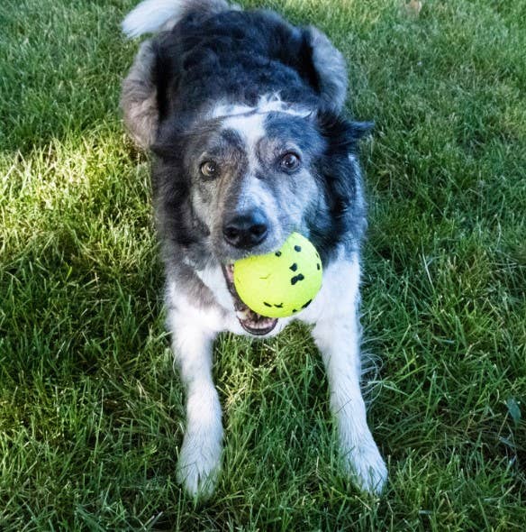 KONG® Reflex Ball Dog Fetch Toy Large