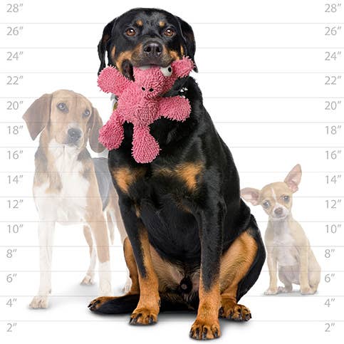 Mighty Microfiber Ball Pig, Durable, Squeaky Dog Toy - Medium