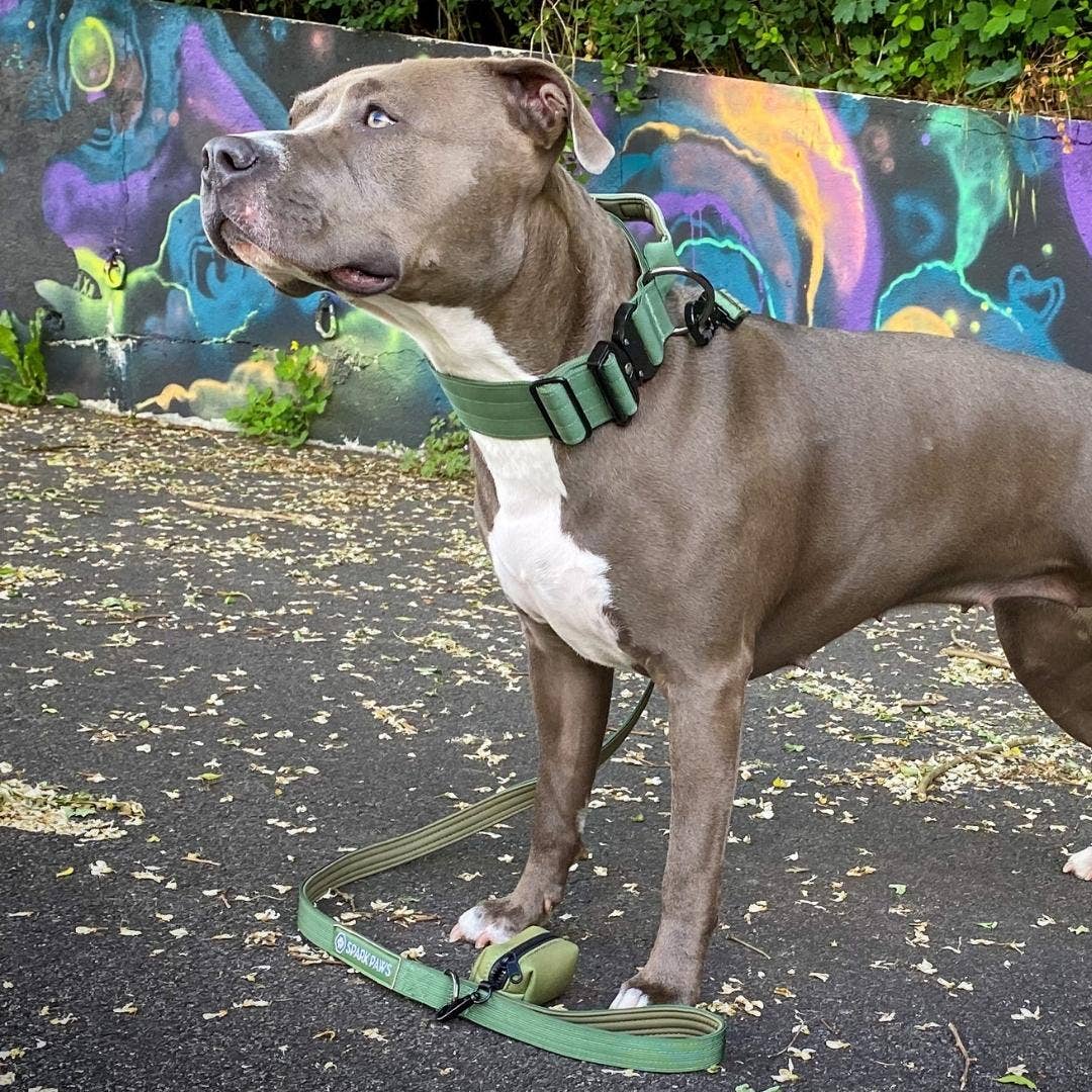 Tactical Dog Collar - Army Green (2"/5cm): S