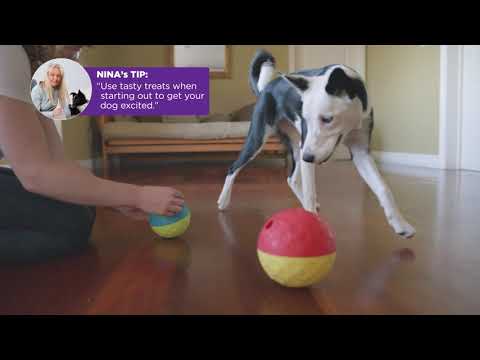 Nina Ottosson Treat Tumble Interactive Dog Toy Blue/Green