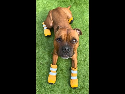 Flex Shell Water-resistant Dog Boots - Brown