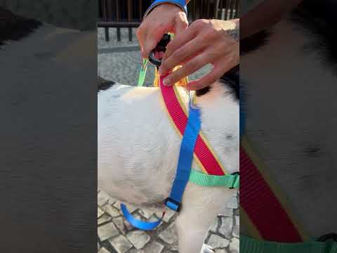 Mellow | SofterWalk Harness