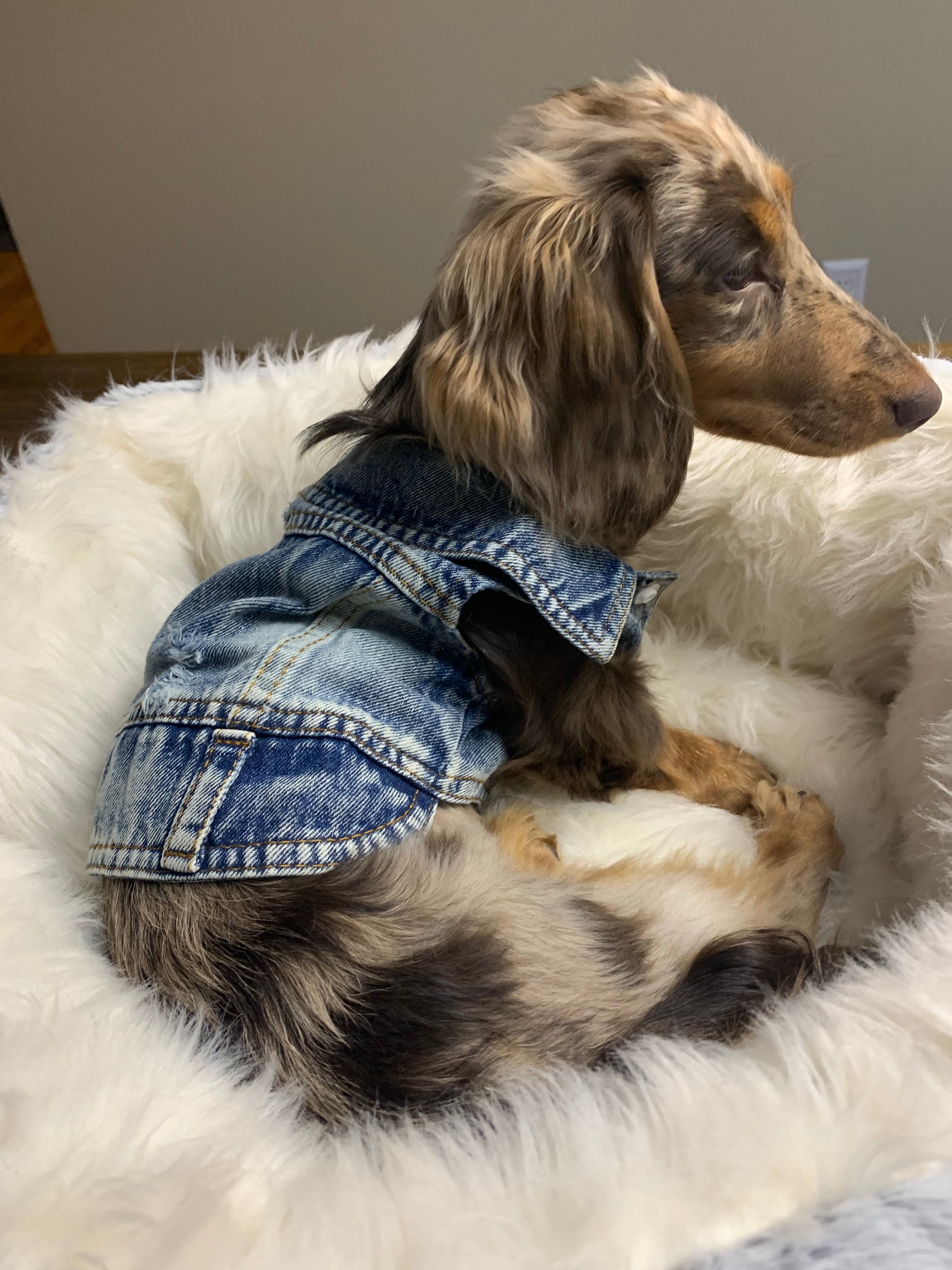 Denim Dog Vest