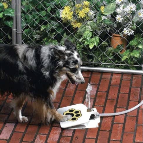 Automatic Outdoor Dog Water Fountain