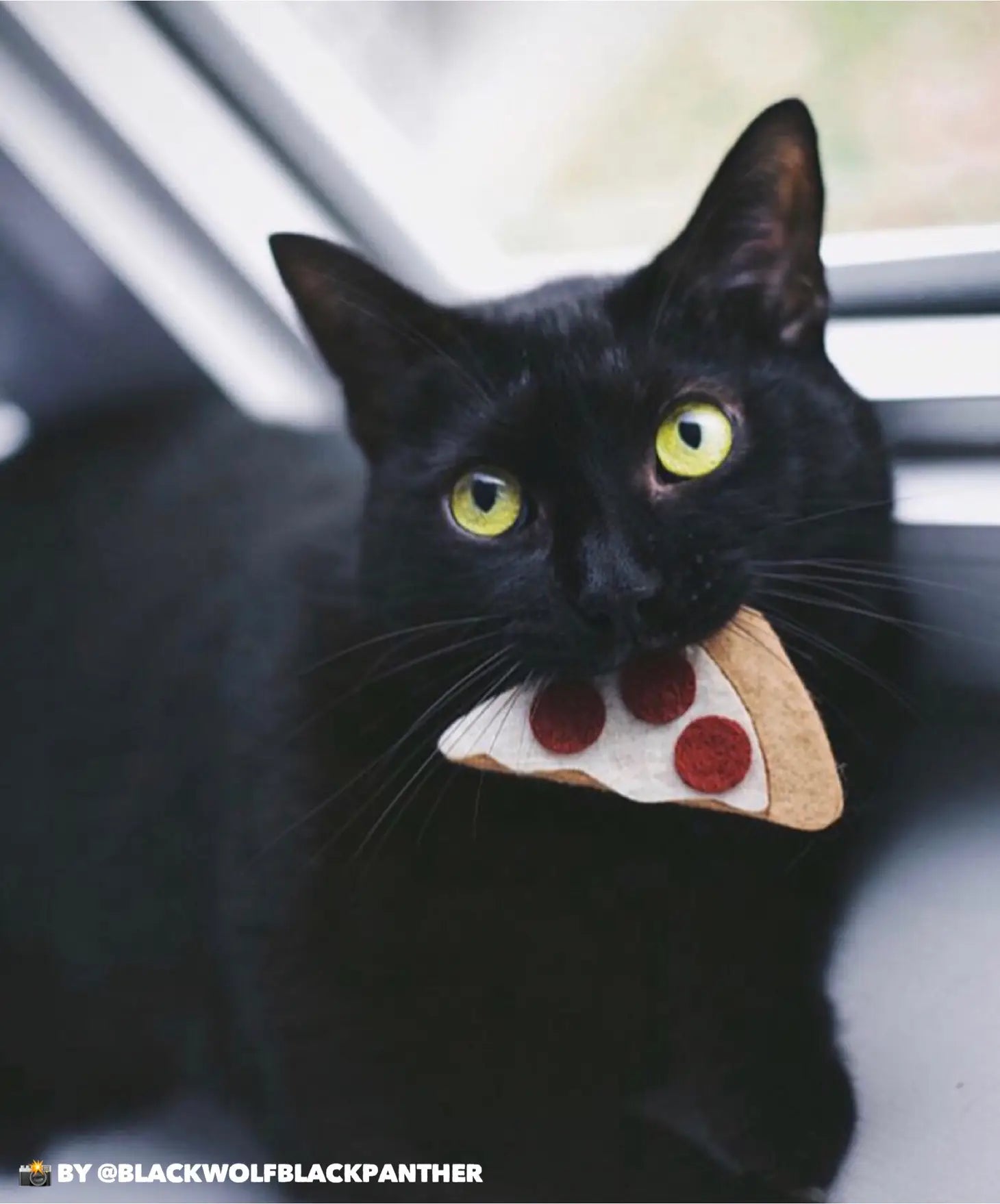 Catnip Pizza Cat Toy