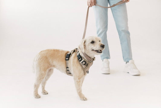 Affogato Classic 2.0 Harness